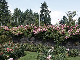 Portland Rose Festival