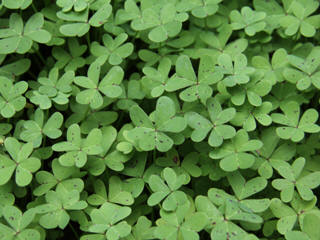 St Patrick's Day shamrock